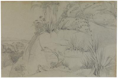 (Flores entre rochas)