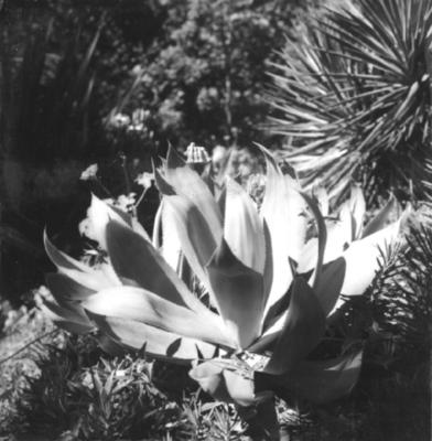 Flora no Sitio Burle Marx