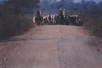 Boiadeiro conduz gado, rebanho
