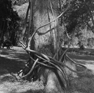 Flora do Jardim Botânico do Rio de Janeiro