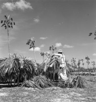 Extração e produção da Carnaúba