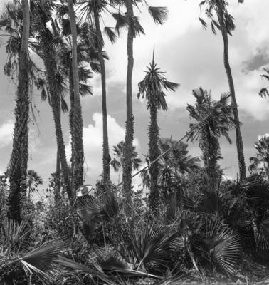 Extração e produção da Carnaúba