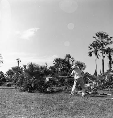 Extração e produção da Carnaúba