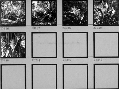 Flora no Sítio Burle Marx