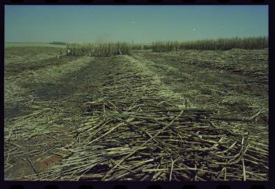Produção de filme institucional sobre usinas de açúcar