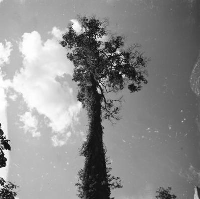 Expedição do SPI que estabeleceu os primeiros contatos com o povo Asuriní do Tocantins