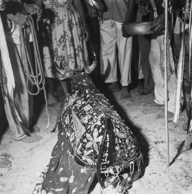 Bumba meu boi, festa popular