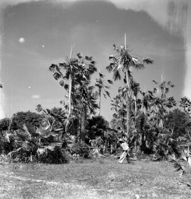 Extração e produção da Carnaúba