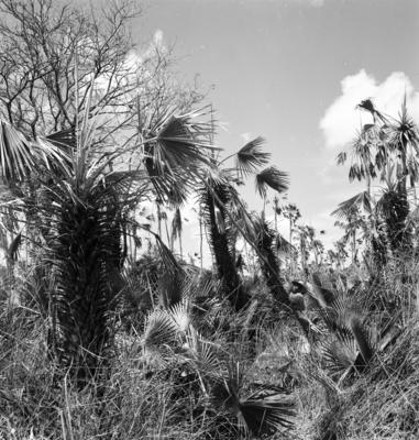 Extração e produção da Carnaúba