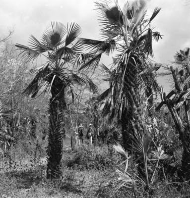 Extração e produção da Carnaúba