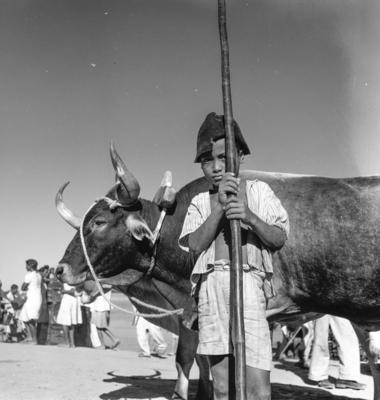 Menino ao lado de boi