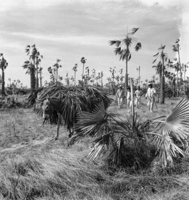 Extração e produção da Carnaúba