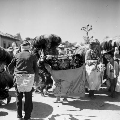 Bumba meu boi, festa popular