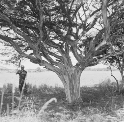 Flora no Sítio Burle Marx