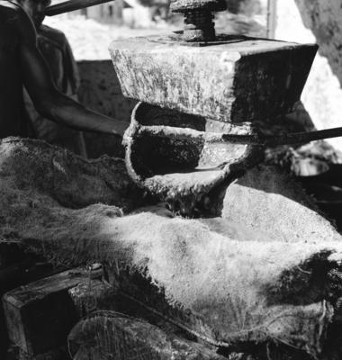 Extração e produção da Carnaúba