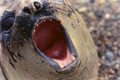 Aventuras de Igor na Antártida