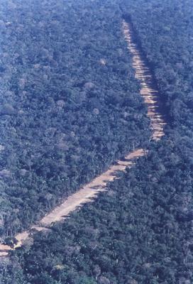 Vista aérea de estrada em meio à floresta