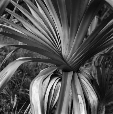 Flora no Sítio Burle Marx