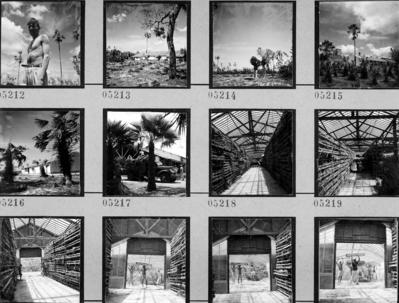 Extração e produção da Carnaúba