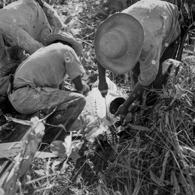 Caça de jacarés na Ilha Mexiana
