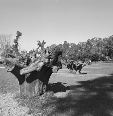 Residência de Olivo Gomes, projeto de Rino Levi, Roberto Cerqueira César e Burle Marx