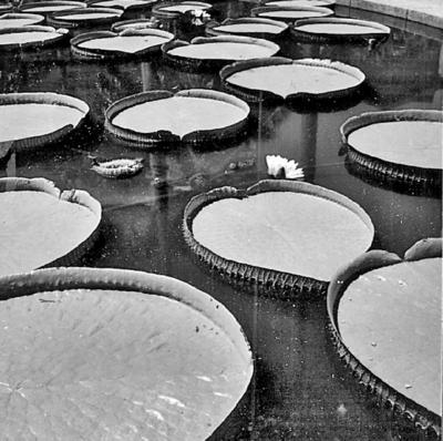 Recife, vitórias-régias no lago diante do Teatro Santa Isabel