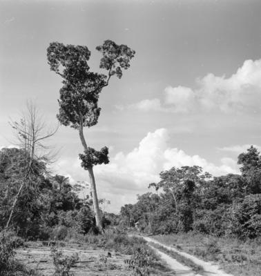 Série "Estrada de Ferro Tocantins"