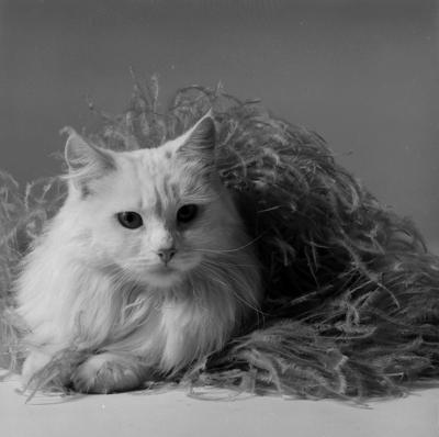 Campanha publicitária da Barbosa Freitas Modas S.A. - gato