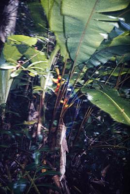 Expedição Pico da Neblina
