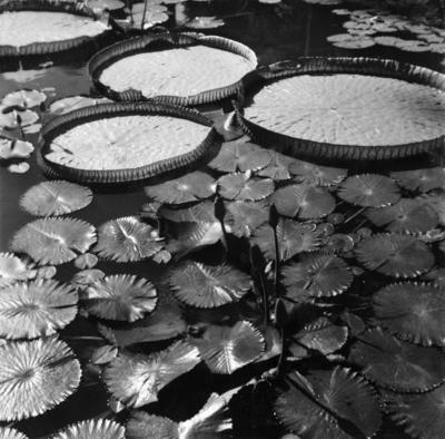 Plantas aquáticas, vitória-régia