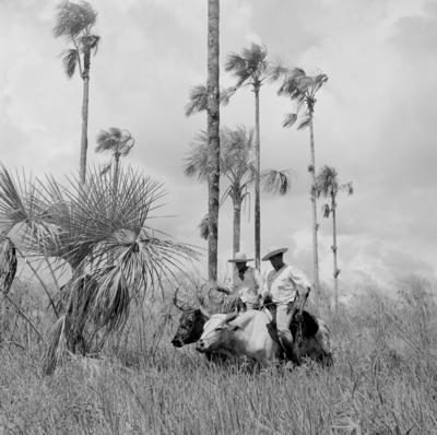 Ilha Mexiana, vaqueiros