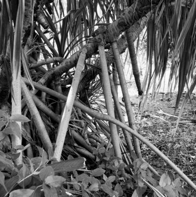 Flora no Sítio Burle Marx