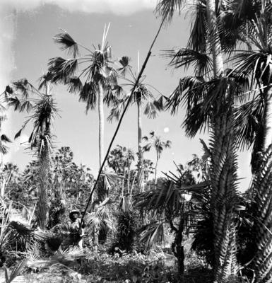 Extração e produção da Carnaúba