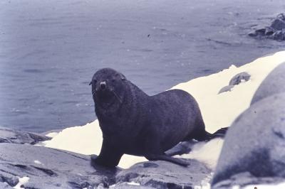 Aventuras de Igor na Antártida