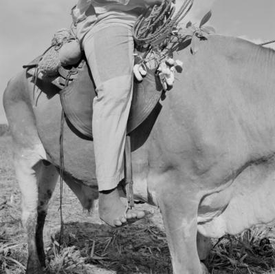 Vaqueiro - Ilha Mexiana