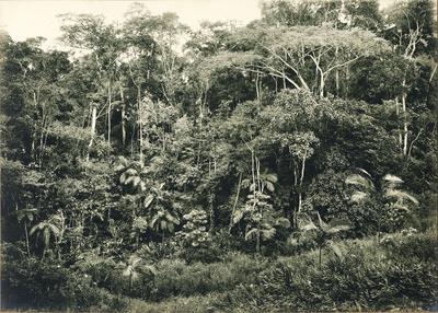 Vegetação da serra