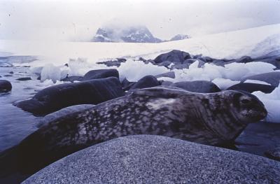 Aventuras de Igor na Antártida