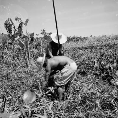 Caça de jacarés na Ilha Mexiana