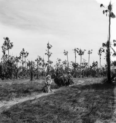Extração e produção da Carnaúba