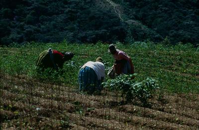 Série Bolívia - População local