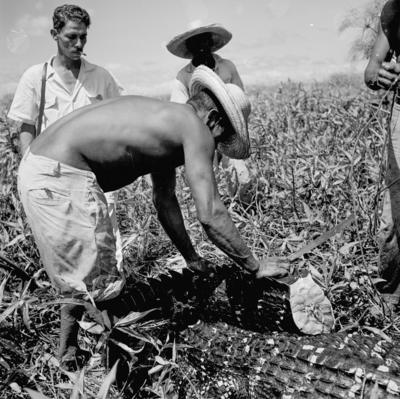 Caça de jacarés na Ilha Mexiana