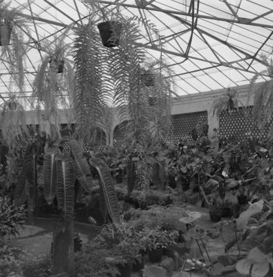 Flora do Jardim Botânico do Rio de Janeiro