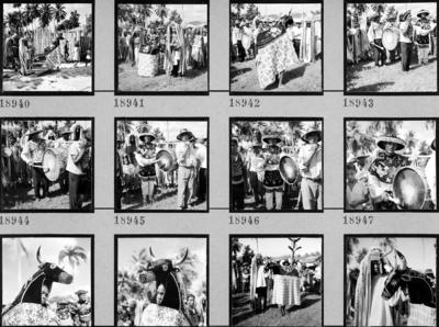 Bumba meu boi, festa popular