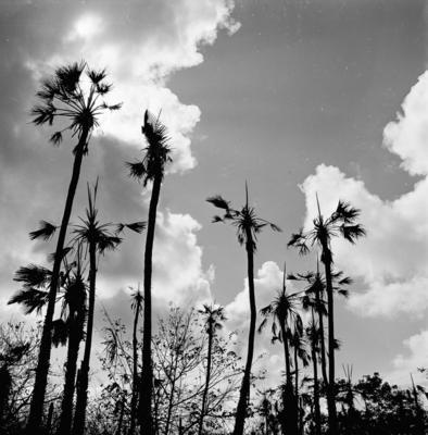 Extração e produção da Carnaúba