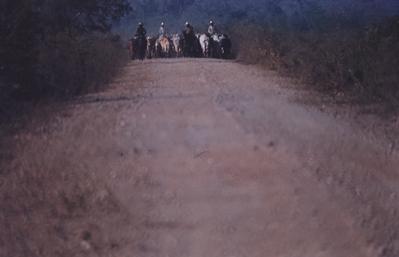 Boiadeiro conduz gado