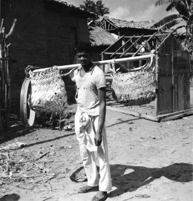 Bumba meu boi, festa popular