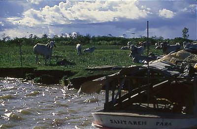 Série Amazonas - Criação de gado