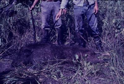 Queixada, porco selvagem, no pantanal