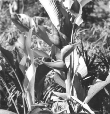 Flora no Sitio Burle Marx