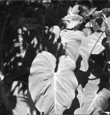 Flora do Jardim Botânico do Rio de Janeiro